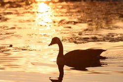 Silhouette of a Canadian goose in the lake.
