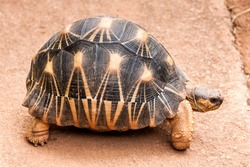 The Radiated tortoise (Astrochelys radiata), endemic of southern Madagascar