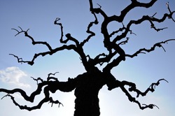 bared tree against blue sky background