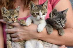 young girl holding three beautiful kittens outdoor adoption concept 