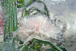 Frozen carnation inside the ice block