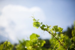 Vine in vineyard with sky background