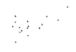 Flock of birds isolated on white background.