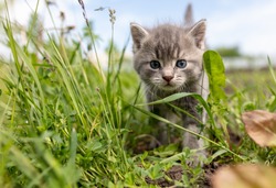 Portrait of a little kitten in green grass on the nature.