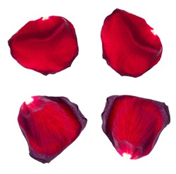 Red rose petals isolated on a white background.