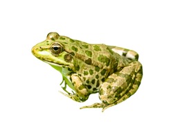 Green frog isolated on a white background. Close-up