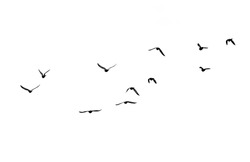 flock of birds on a white background