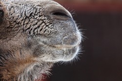 Nose and mouth of a camel. Close-up
