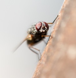 Blow fly, carrion fly, bluebottles, greenbottles, or cluster fly