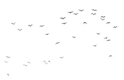 silhouette of a flock of birds on a white background