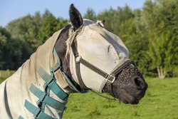 horse with horse fly sheet and mask for protection against insects