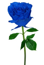 Beautiful blue rose isolated on a white background