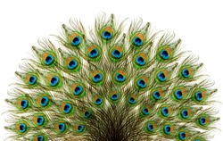 Peacock feathers. Carnival.