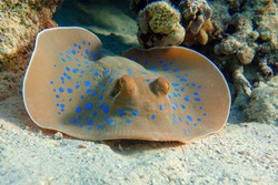 Blue spotted stingray (Taeniura lymma) -  Red Sea                               