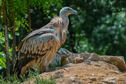 Himalayan vulture (Gyps himalayensis) or Himalayan griffon vulture