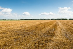 Large stubble field in summertime.