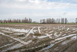 Wet field in a Dutch polder. The wheel tracks are filled with water. It is a cloudy day in the winter season.