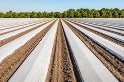 Large field with long converging ridges covered with white plastic film on a field in the Dutch province of North Brabant. Strawberry plants will soon be planted here. It is a sunny day in springtime.