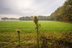 Overblown field milk thistle plant at the edge of a green meadow. The photo was taken on a cloudy autumn day in the Dutch province of North Brabant.
