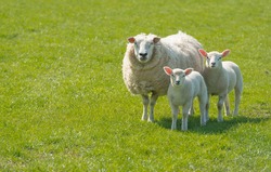 Proud mother with a thick winter fur presents her innocent looking newborn lambs standing on lush green grass on a sunny day at the beginning of spring season.