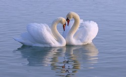 Beautiful white swan in the courtship season