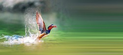 Mandarin Duck, a bird unique to China