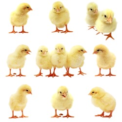 Easter Chick - Isolated Set