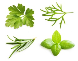 Parsley herb, basil leaves, dill, rosemary spice isolated on white background.