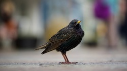 Standing Starling On a Pavement