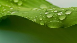 Plant Leaf With Water Drops