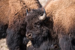 Male bison take a break from sparring to  investigate photographer