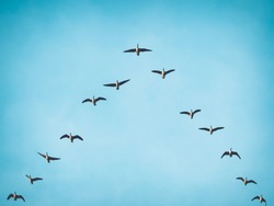 A flock (skein) of Canada geese flying in V formation for effective energy conservation. Vintage look. Leadership effectivity teamwork. Location: Lund, southern Sweden.
