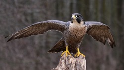 A Peregrine Falcon (Falco peregrinus) spreading it's wings while perched on a stump.  These birds are the fastest animals in the world. 