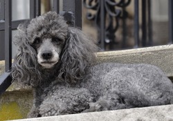 Close-up portrait of obedient small gray poodle