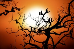 Silhouette of a monkey on tree in sunset 