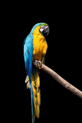 Parrot bird (Severe Macaw) sitting on the branch on dark background