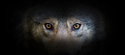 Wolf portrait on a black background. View from the darkness