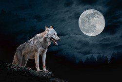 Wolf stands on the edge of a rock at night against a full moon background