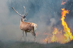 Deer on a background of burning forest. Wild animal in the midst of fire and smoke