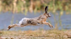 Hare running in a meadow 