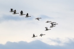 Flock of migrating greylag geese flying in V-formation