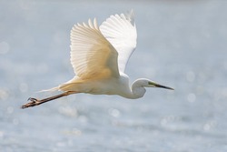 White heron, Great Egret, fly on the lake background. Water bird in the nature habitat. Wildlife scene