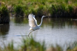 White heron, Great Egret, fly on the lake background. Water bird in the nature habitat. Wildlife scene