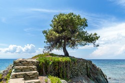 Lonely olive tree on the rock in the sea background