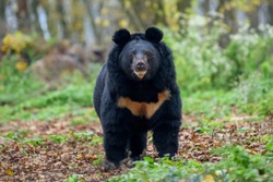 Asiatic black bear (Ursus thibetanus) in autumn forest. Wildlife scene from nature