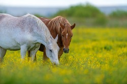 White and brown horse on field of yellow flowers. Farm animals on meadow