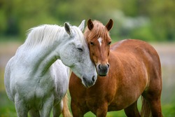 Two horses embracing in friendship in summer meadow