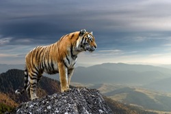 An adult tiger stands on a rock against the backdrop of the evening mountain 