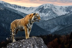 An adult tiger stands on a rock against the backdrop of the evening winter landscape 