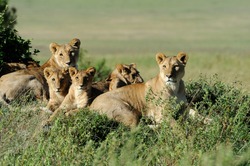 Beautiful Lion in the grass of Masai Mara, Kenya